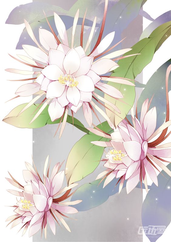 昙花设计手绘图片
