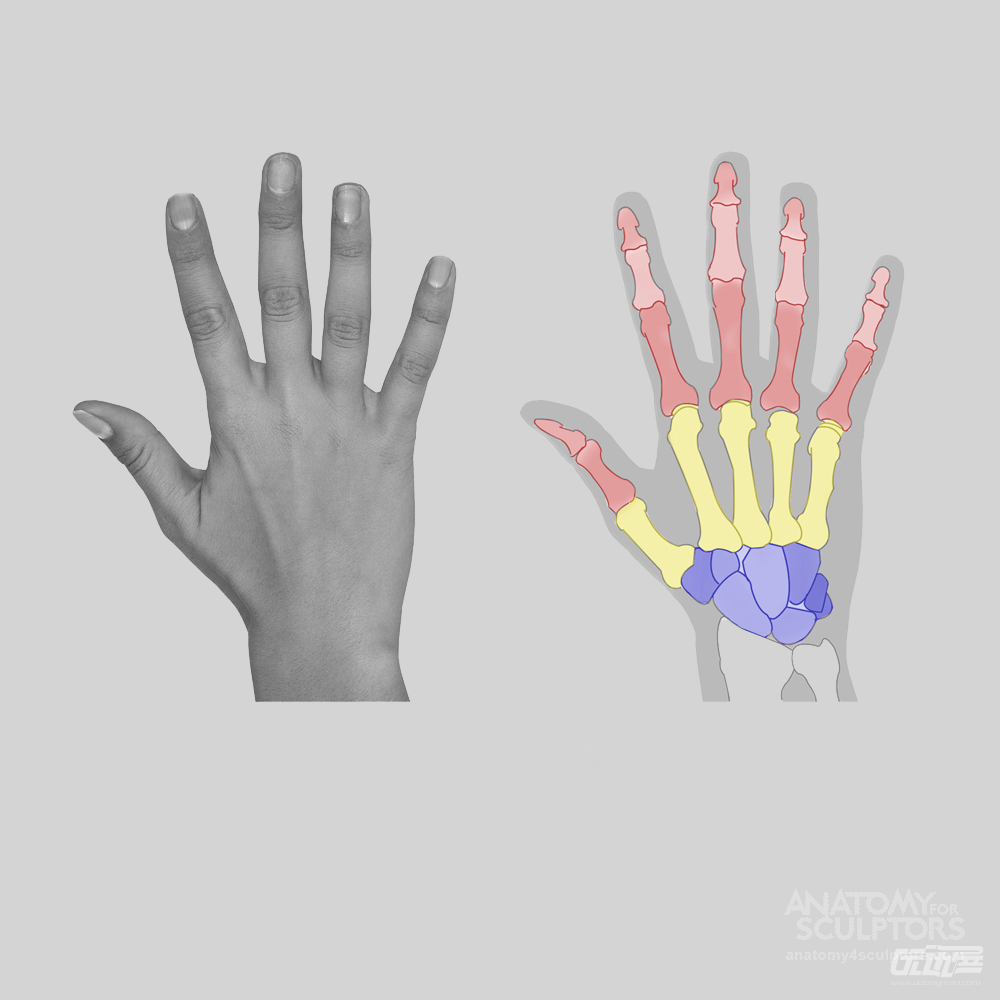 手、足动态--手的结构与画法