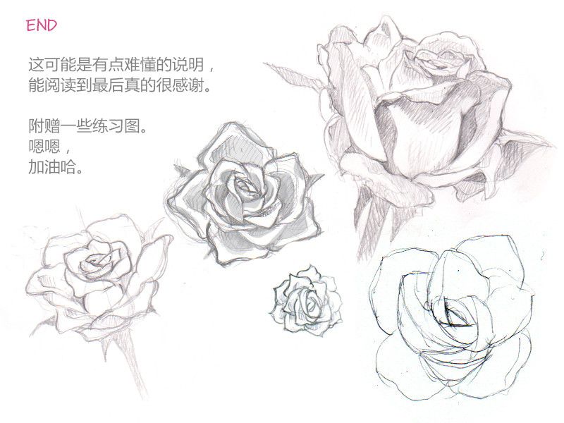 蔷薇的画法教程
