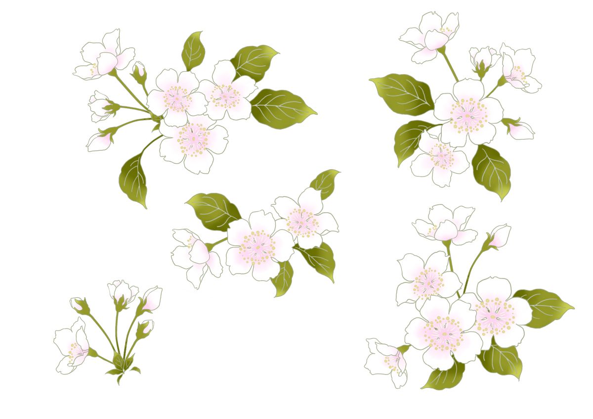 一朵漂亮的樱花插图图片素材-编号32987469-图行天下