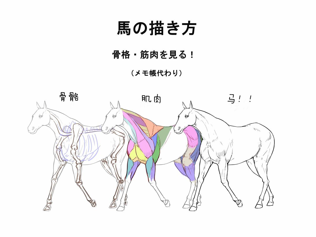 马的画法教程(上)