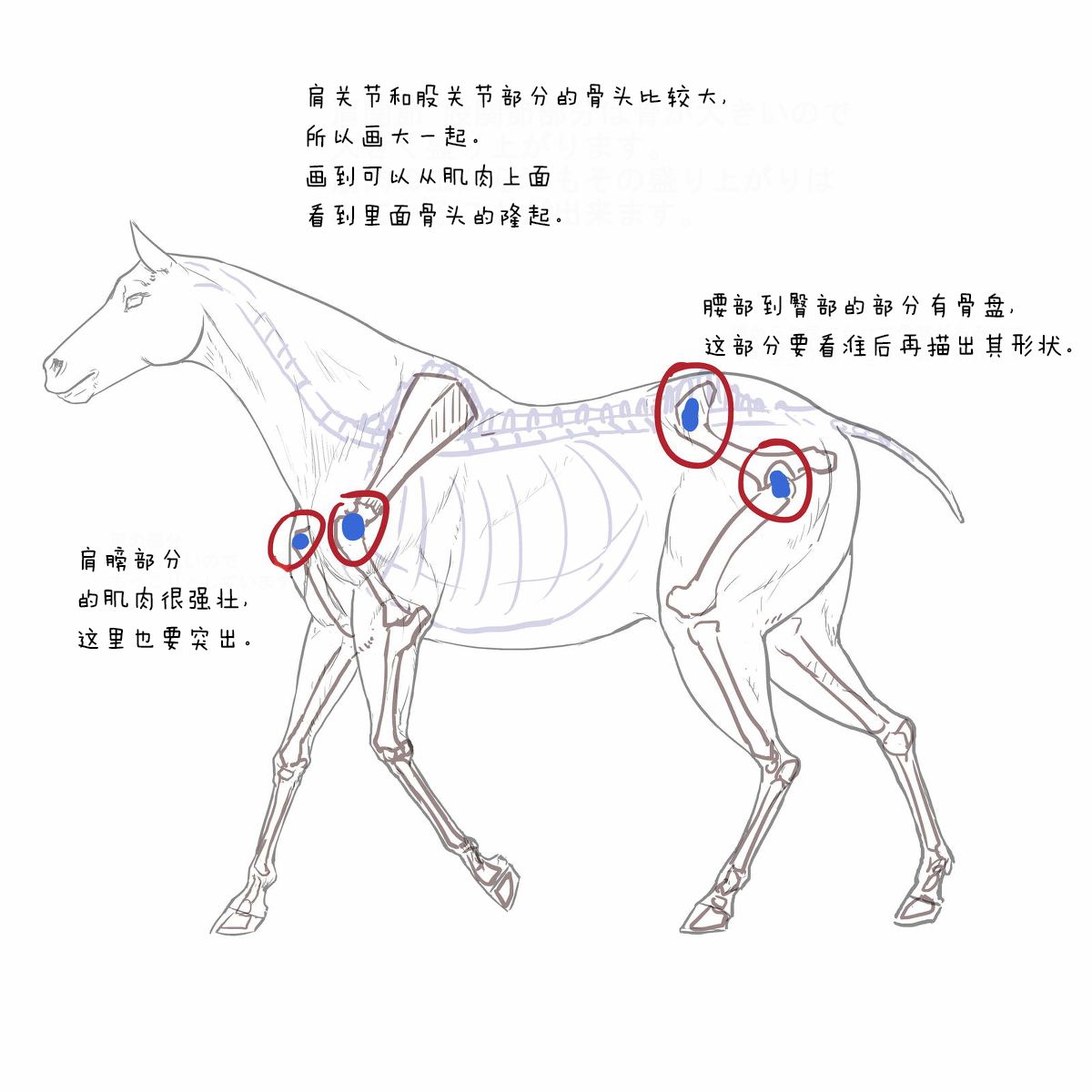 马的画法教程(上)