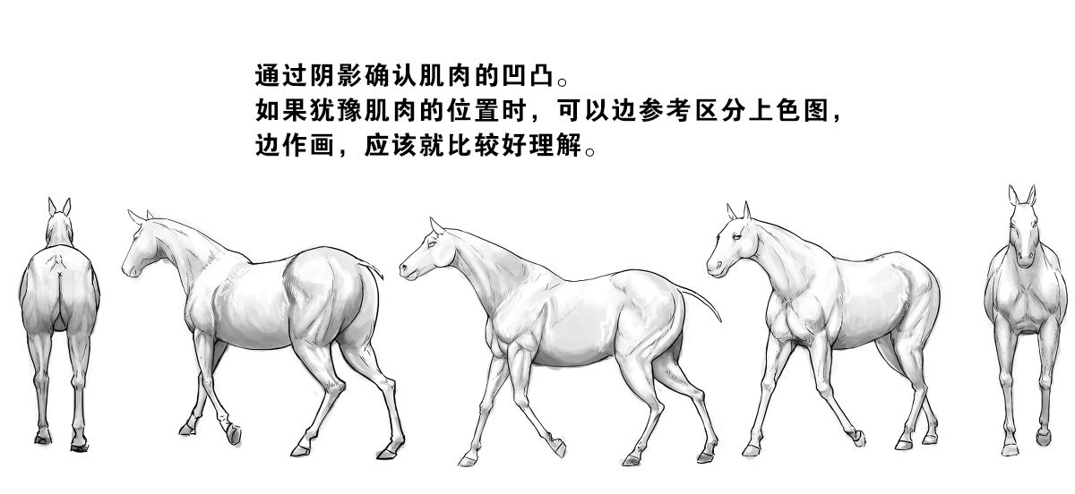 马的画法教程(下)