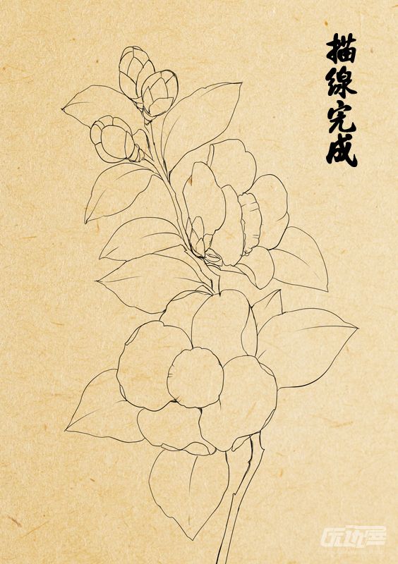 绘画教程 茶花的画法                       来源:http://www.pixiv.