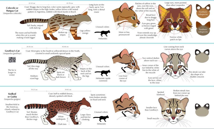 猫科动物图鉴