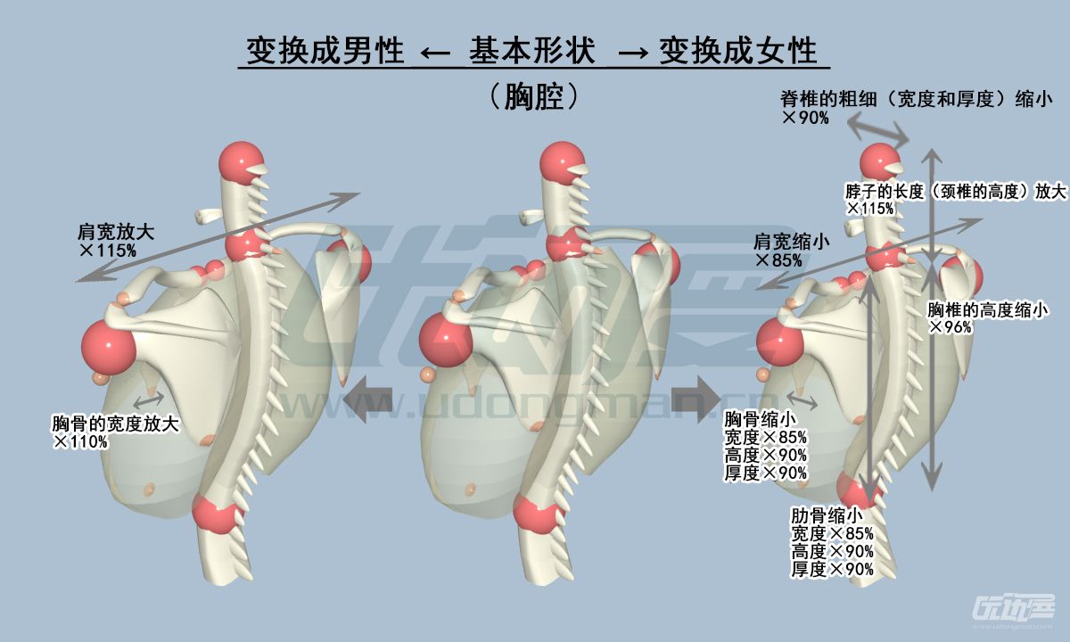 男女骨骼的差异