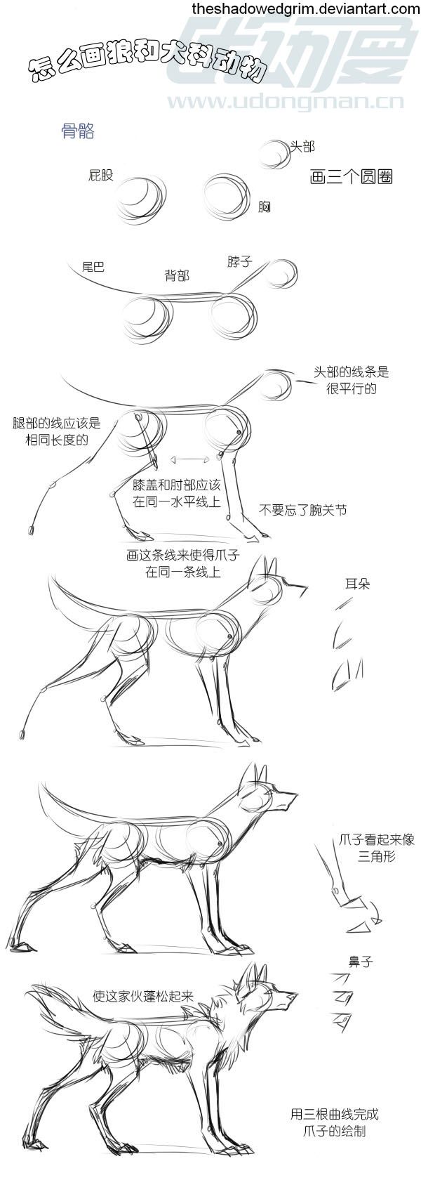 如何画狼及犬科动物 - 优动漫 动漫创作支援平台