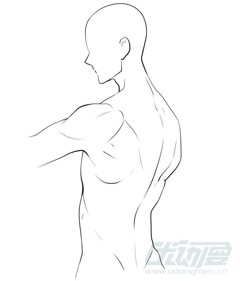 男子背部肌肉画法 - 优动漫 动漫创作支援平台