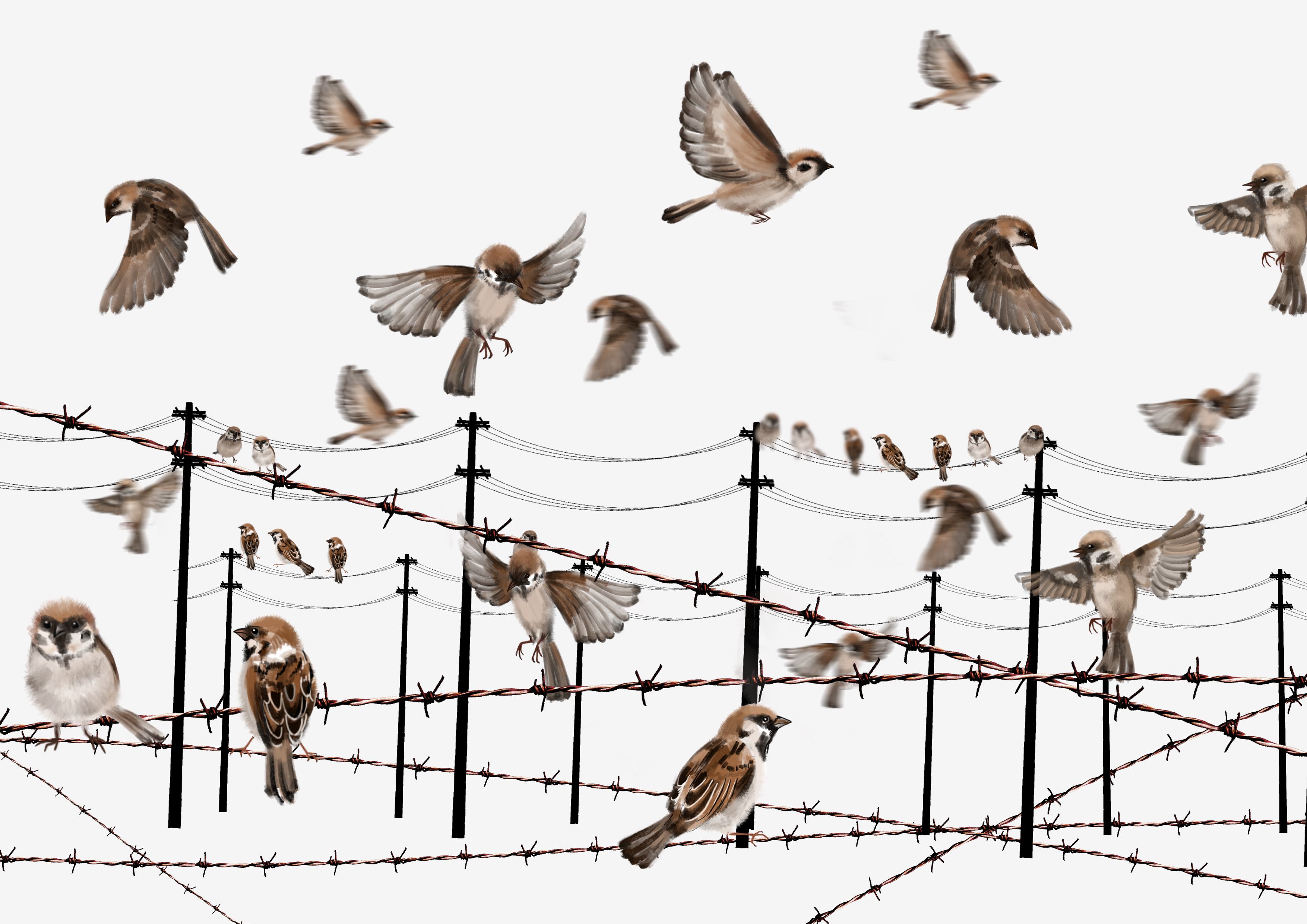 卡通麻雀小鳥下載圖案素材 | PNG和向量圖 | 透明背景圖片 | 免費下载 - Pngtree