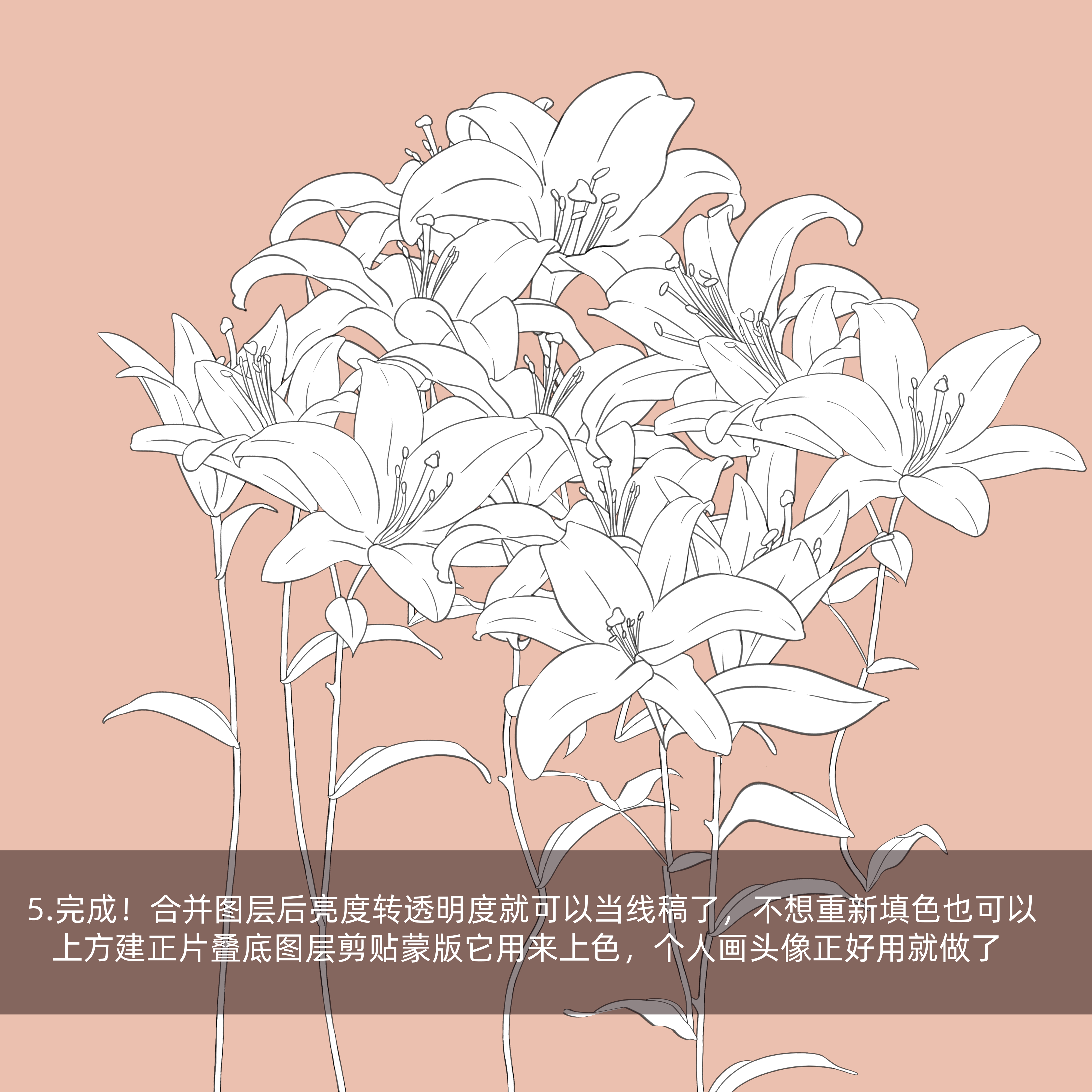 百合花线稿8p