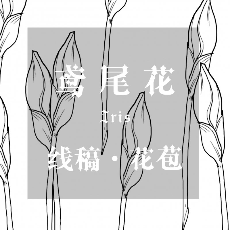 鸢尾花-线稿-花苞