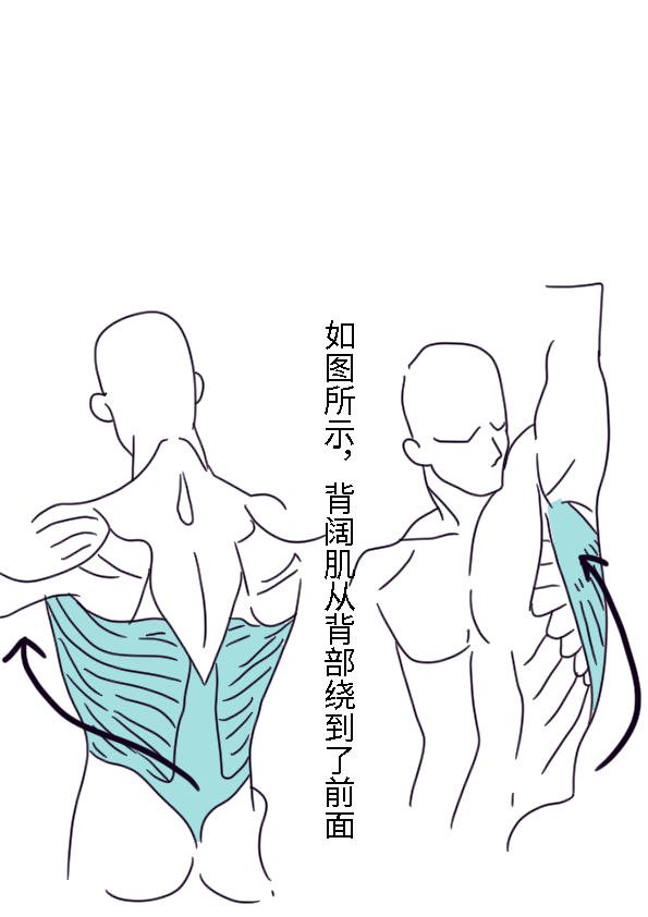 男性腹肌画法教程