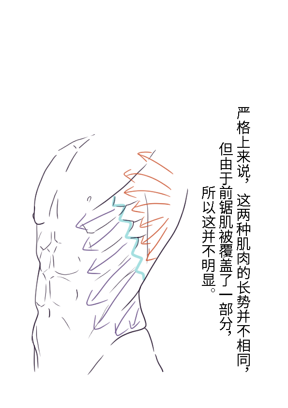 男性腹肌画法教程