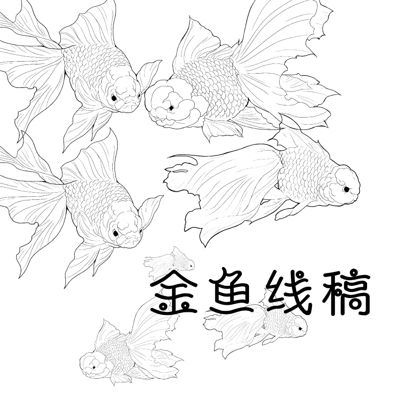 金鱼线稿