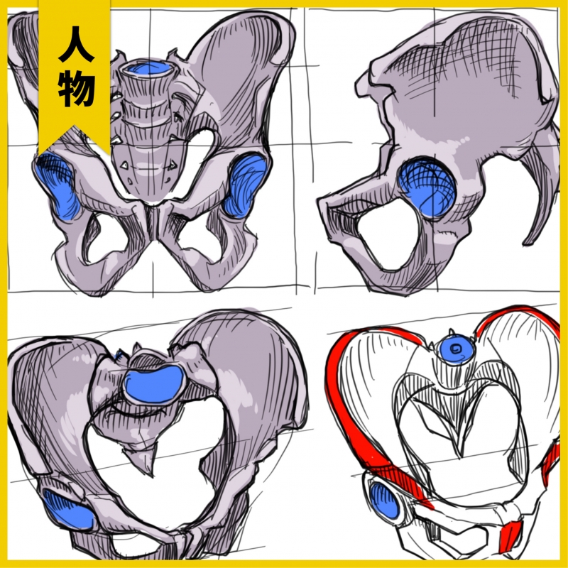 关于骨盆的形状思考 by:畳