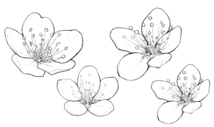 glr 樱花线稿合集笔刷