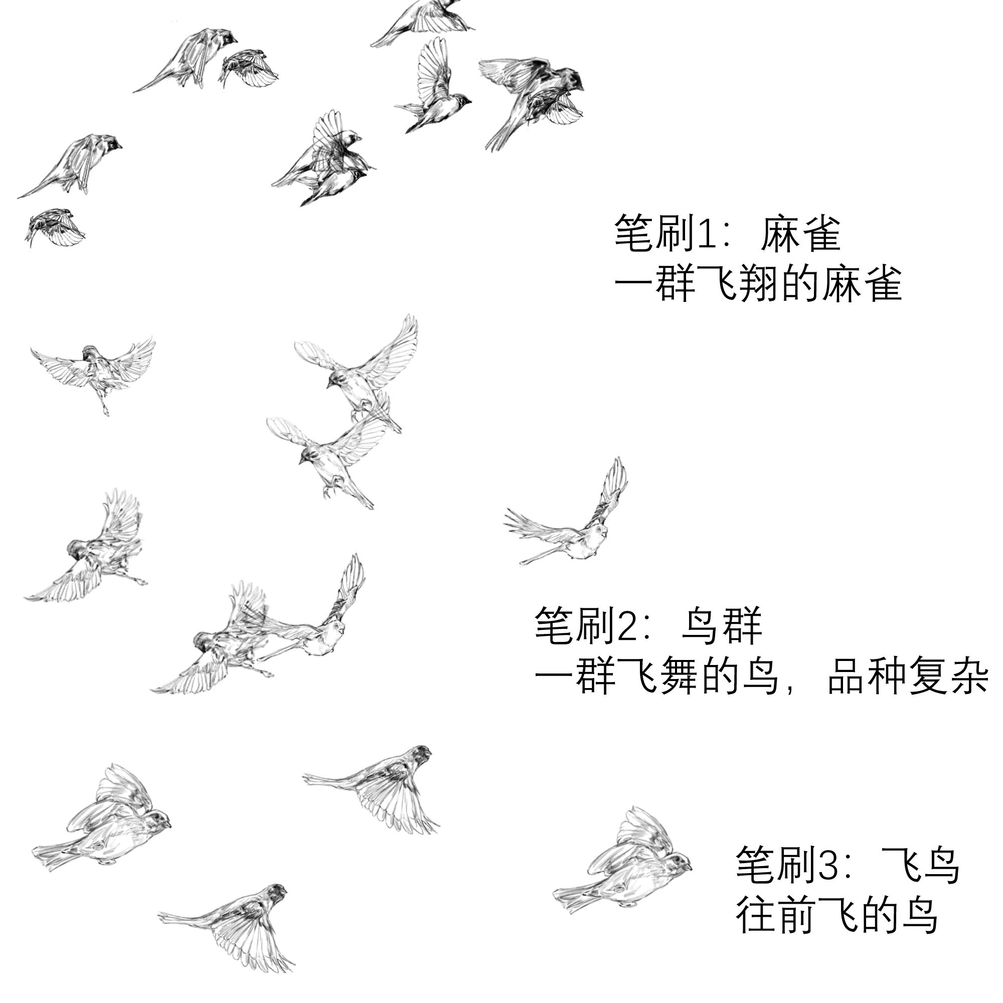 飞翔的鸟群线稿集