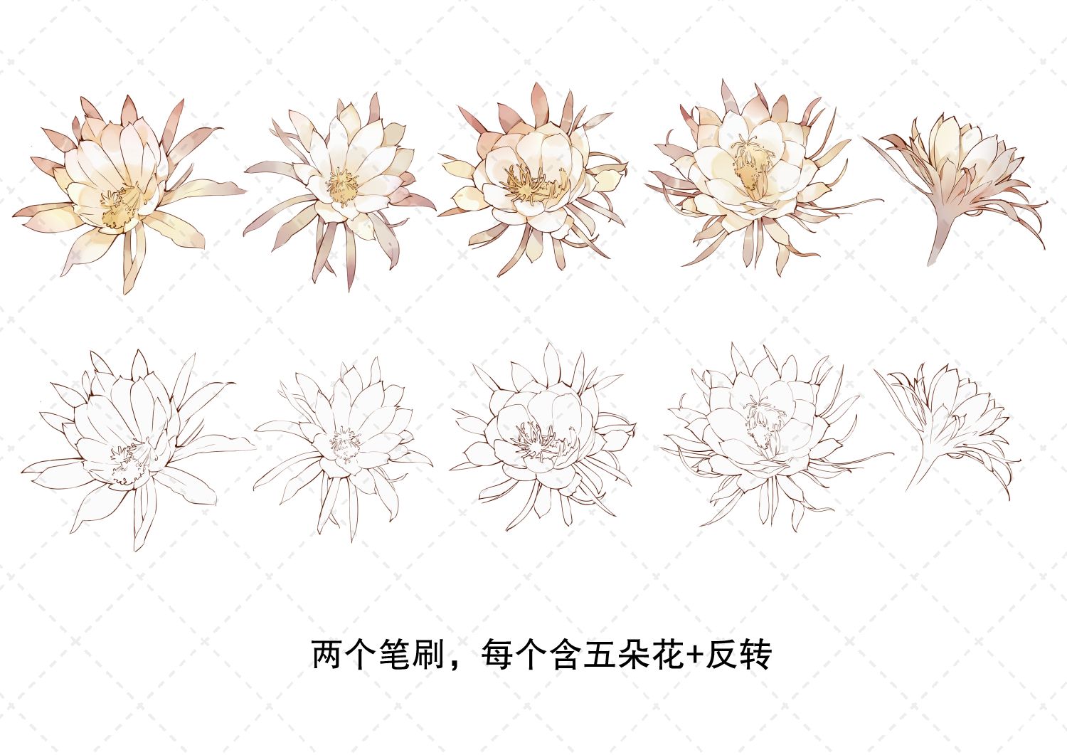 昙花