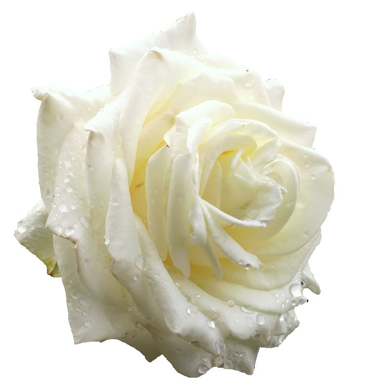 白蔷薇素材 - 优动漫 动漫创作支援平台