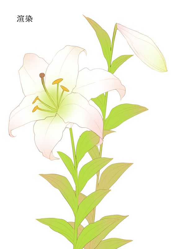 百合的画法 - 优动漫 动漫创作支援平台