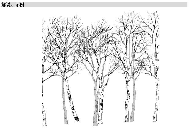 白桦树线描图片