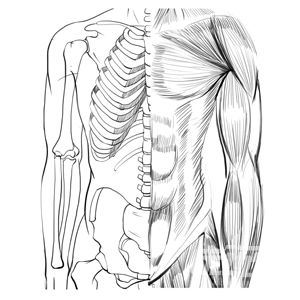 第20课了解骨骼肌肉结构