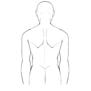 背不同体格的人体轮廓线肌肉体型:强调一下轮廓线的凹凸.