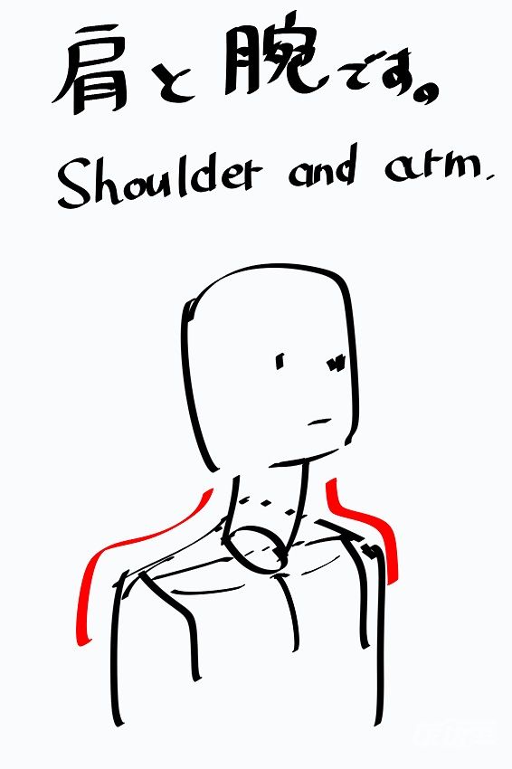 肩膀和手臂绘制参考
