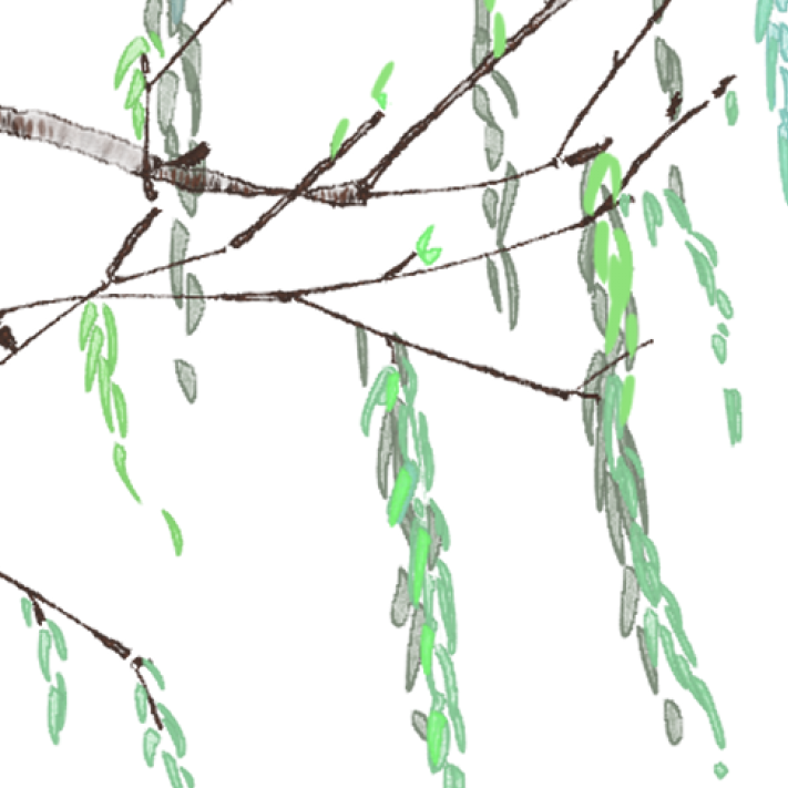 柳树水彩画水粉图片