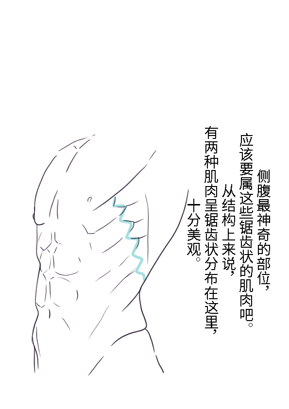 男性腹肌画法教程