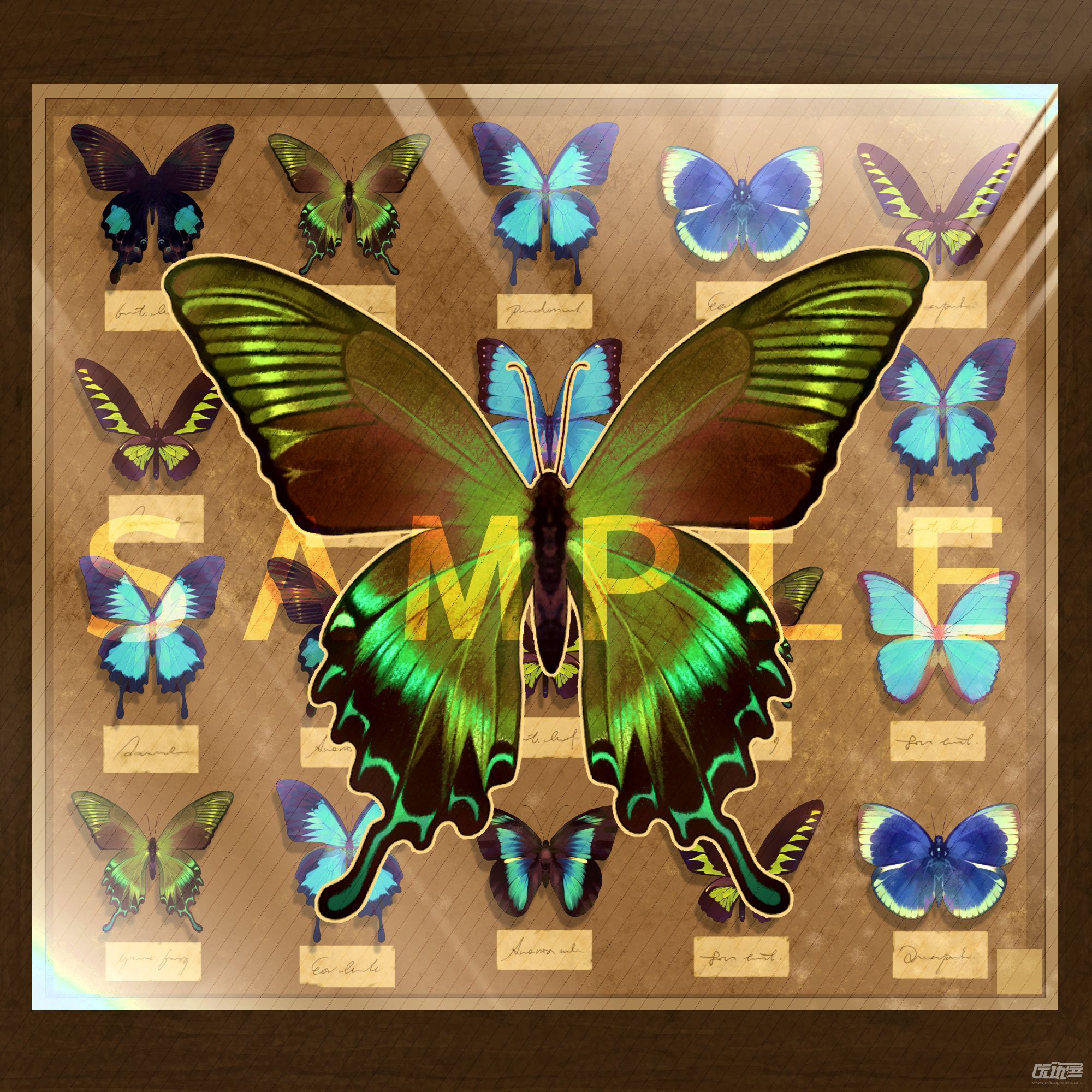 各种各样美丽的高清蝴蝶标本壁纸