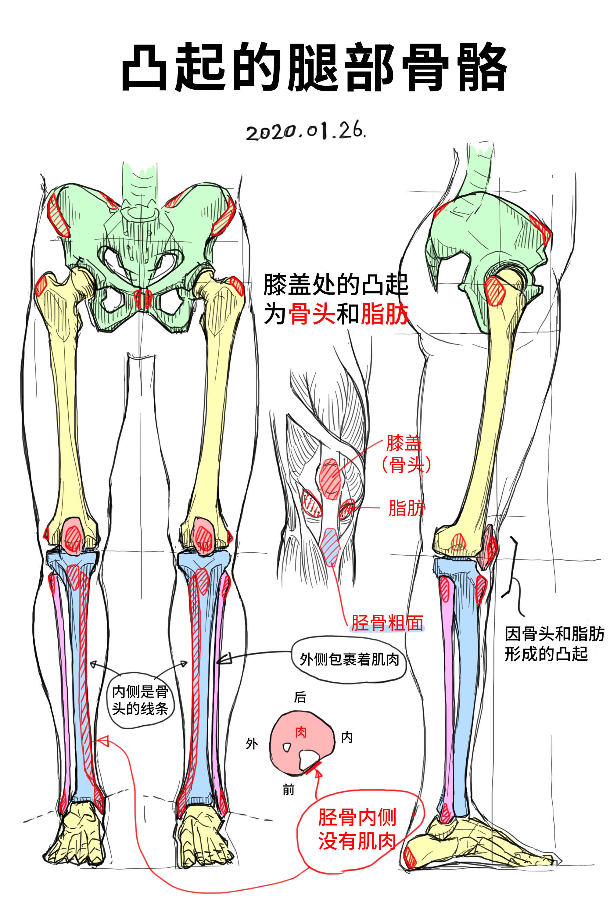 关于腿部骨骼凸起的思考by畳