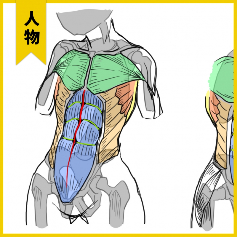 关于腹肌形状的思考by畳