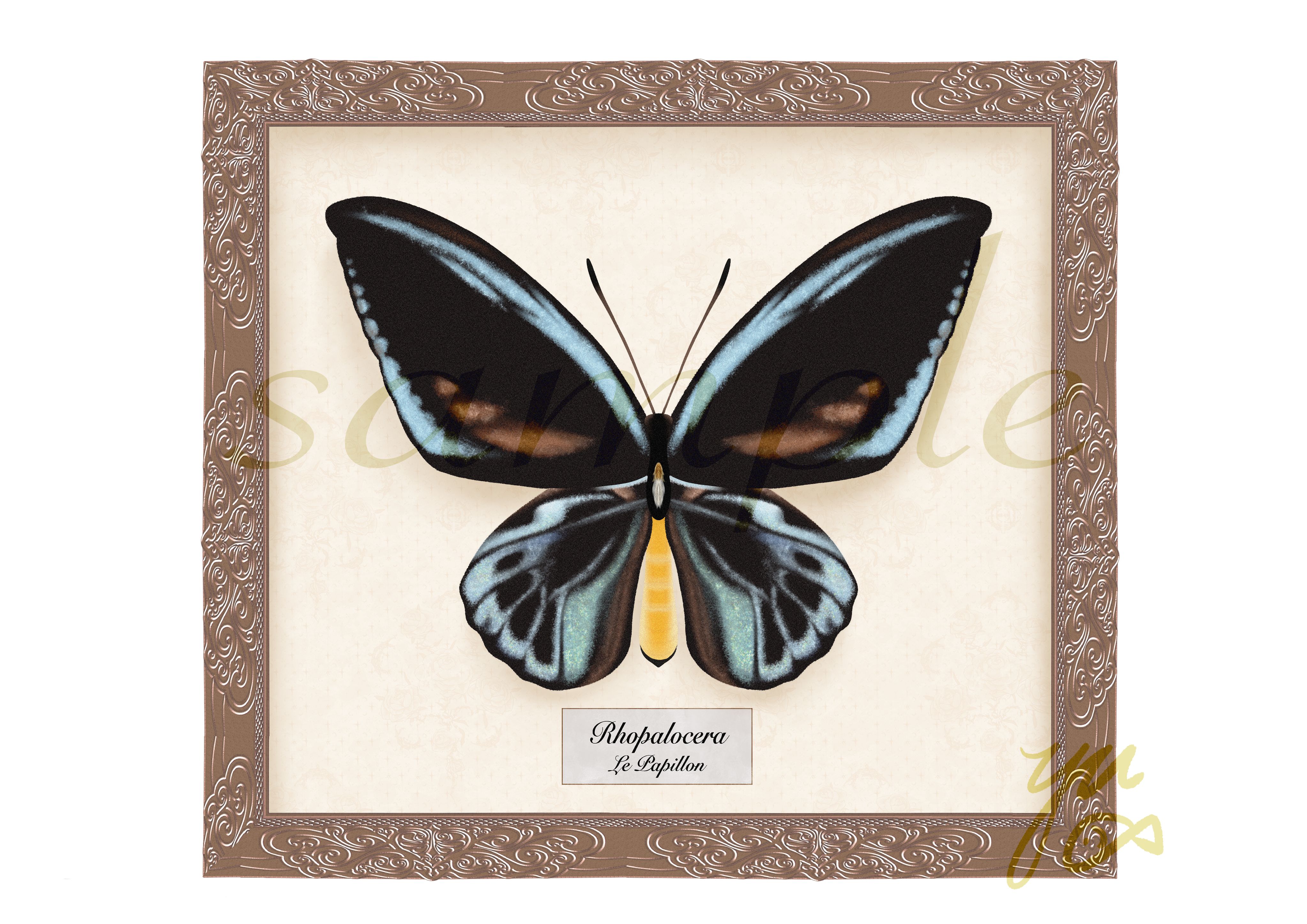 蝴蝶标本笔刷(带边框)