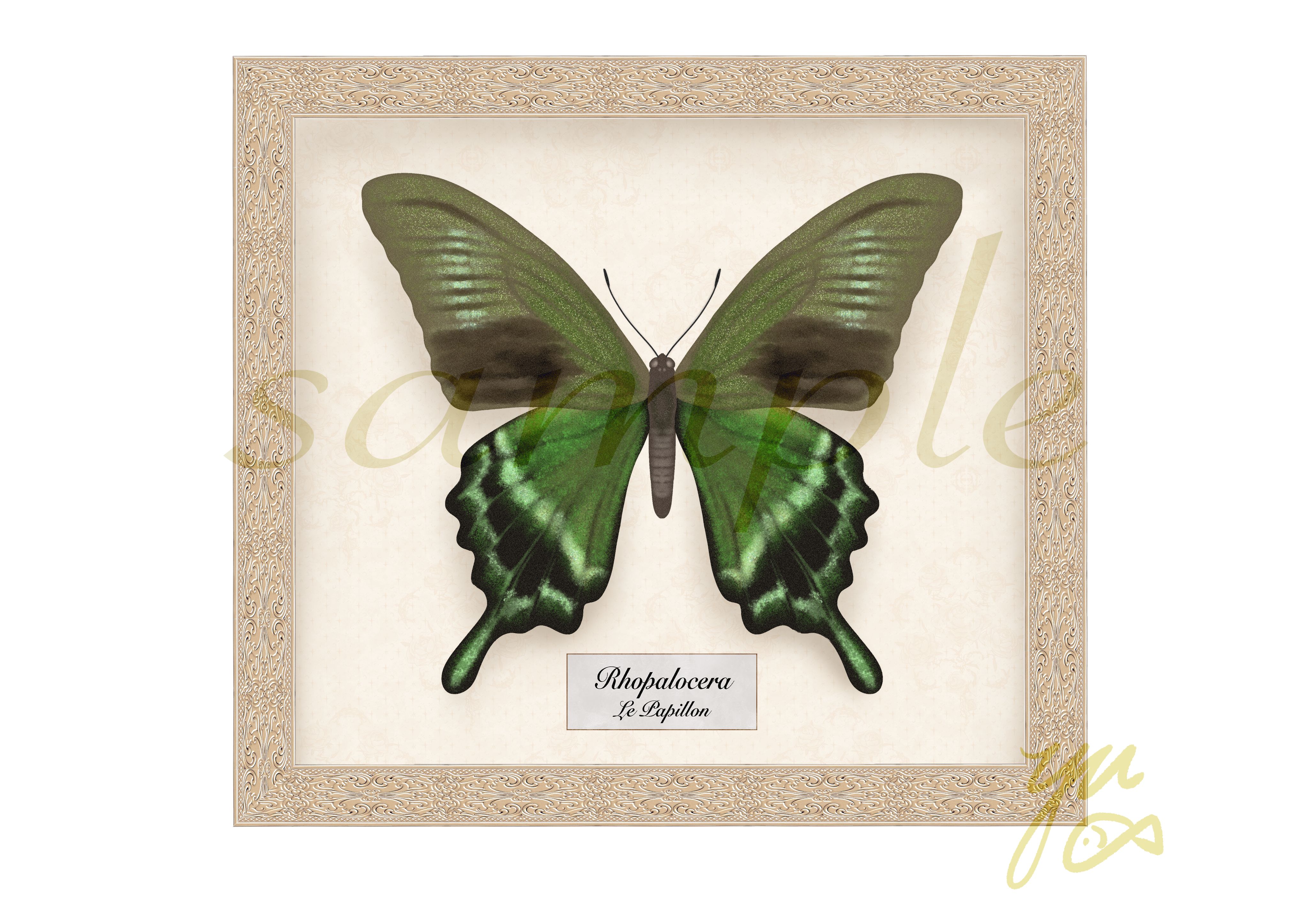 蝴蝶标本笔刷(带边框)