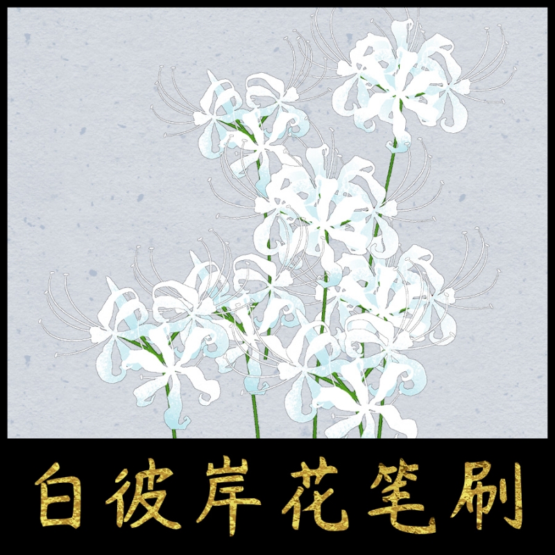 白彼岸花笔刷 优动漫动漫创作支援平台 白彼岸花笔刷 优动漫动漫创作支援平台