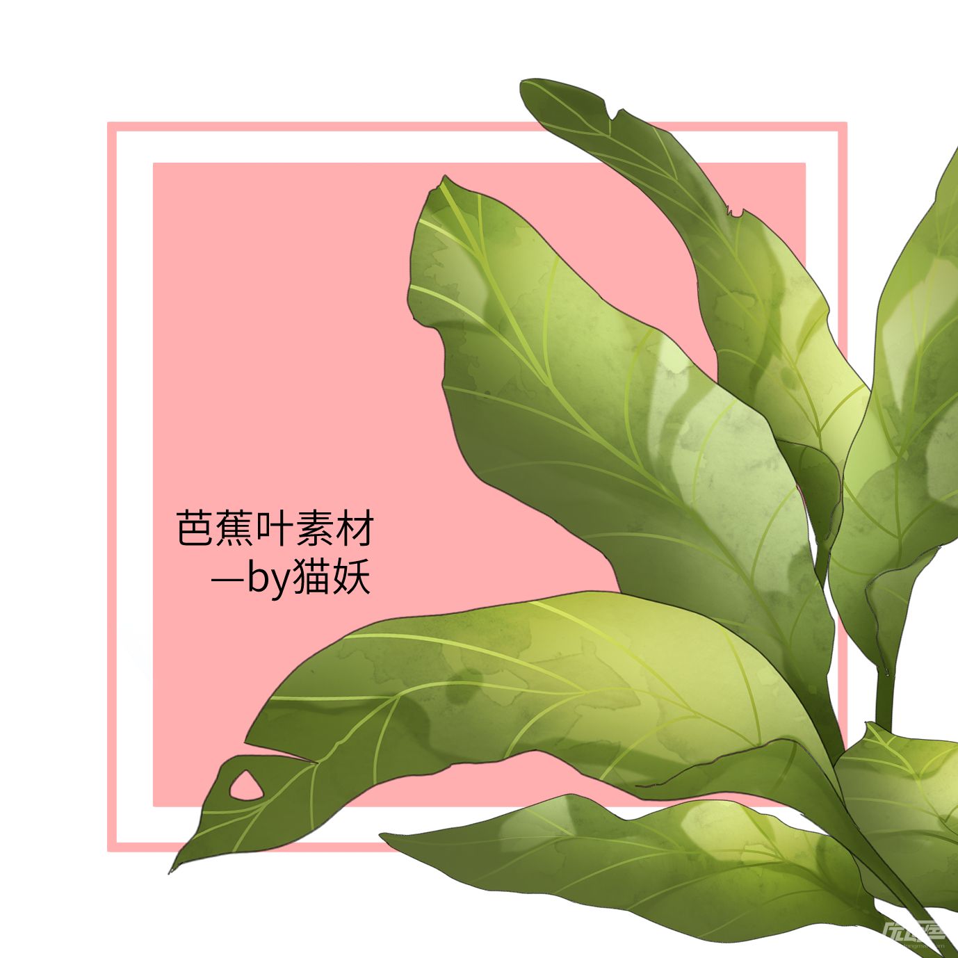 芭蕉叶