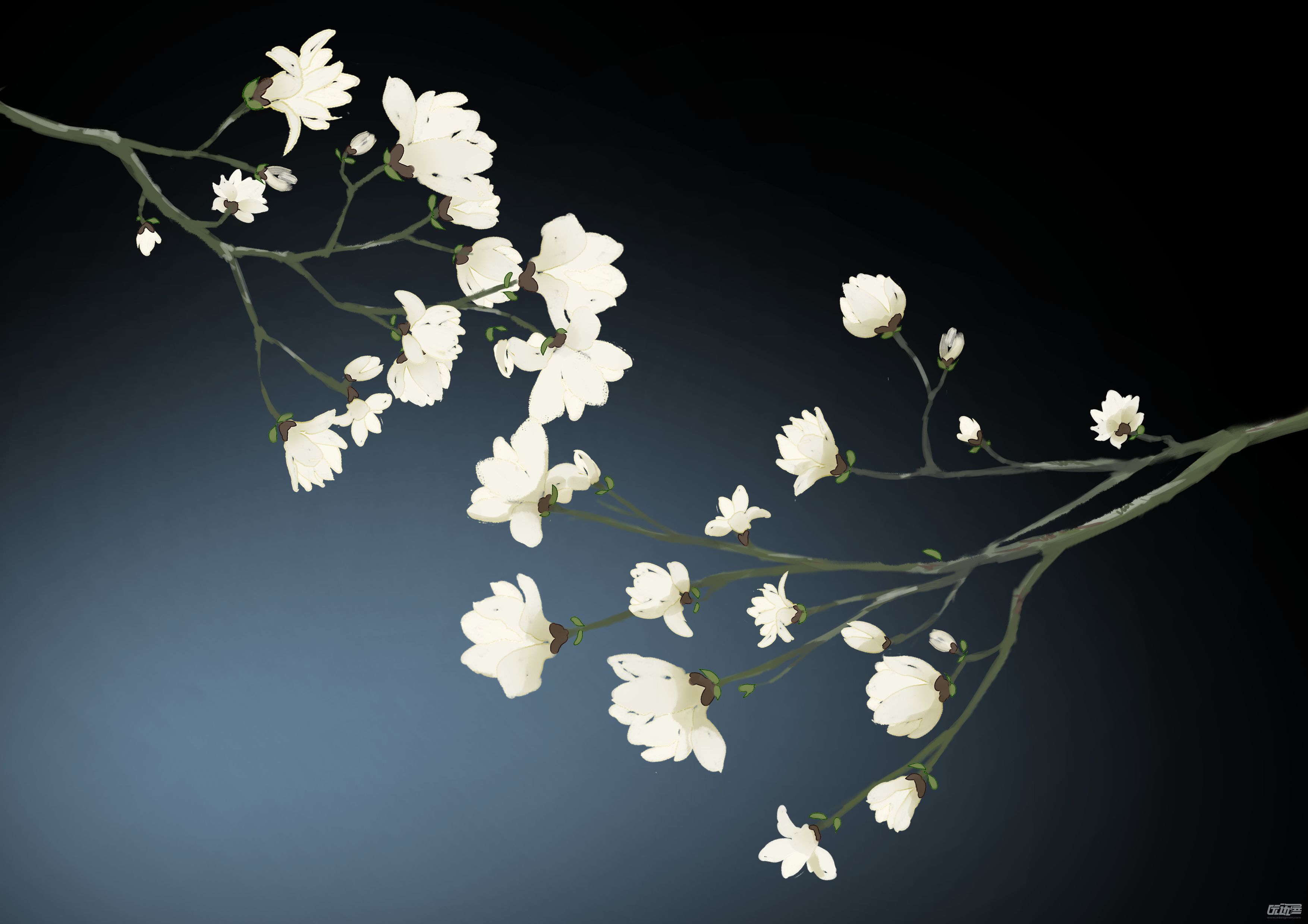 素材 玉兰花                             商用规则:素材可用于商业