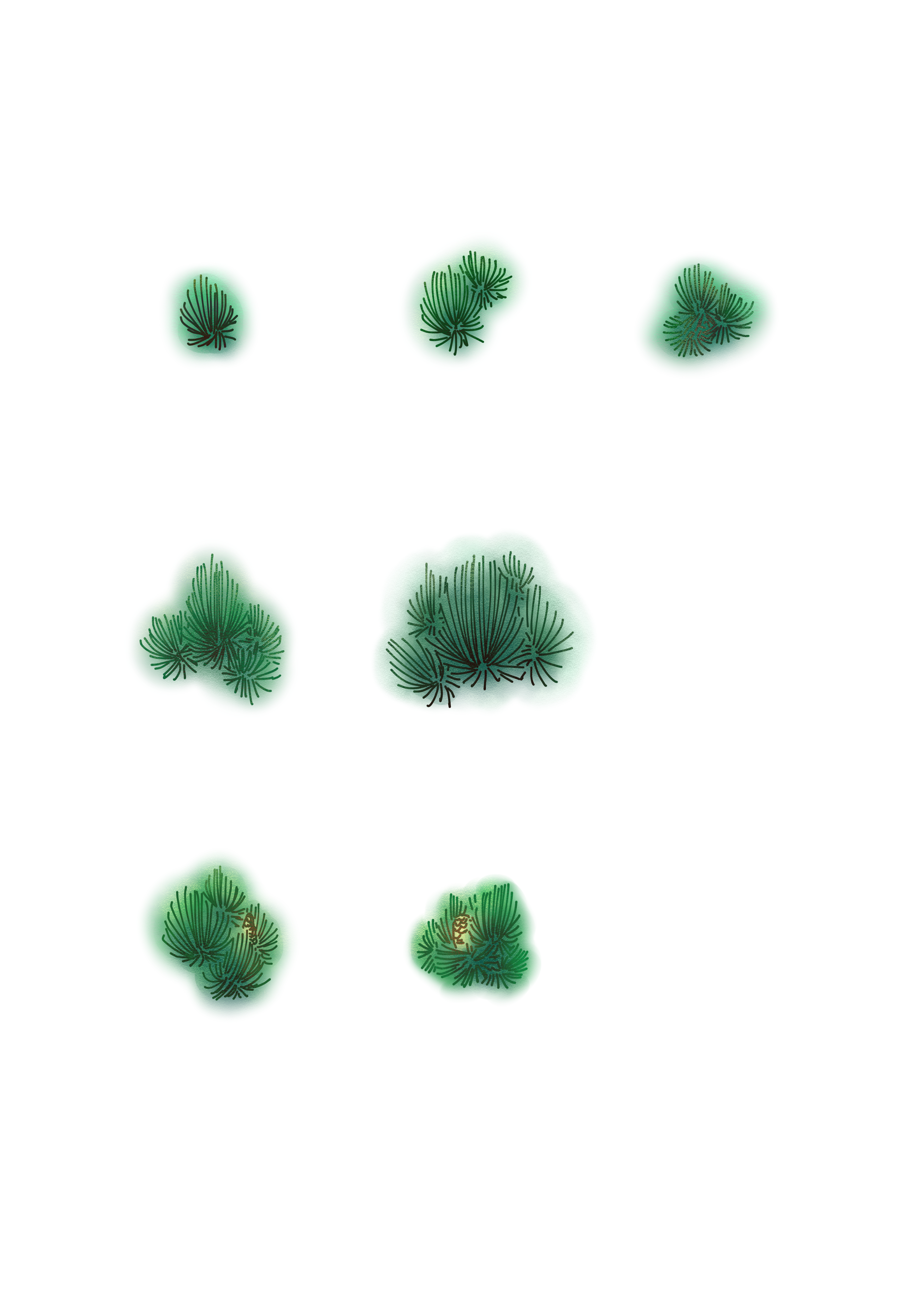 标签:松树松枝松叶