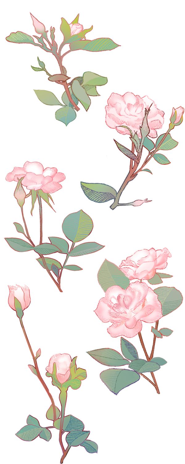二次元手绘 蔷薇花图片