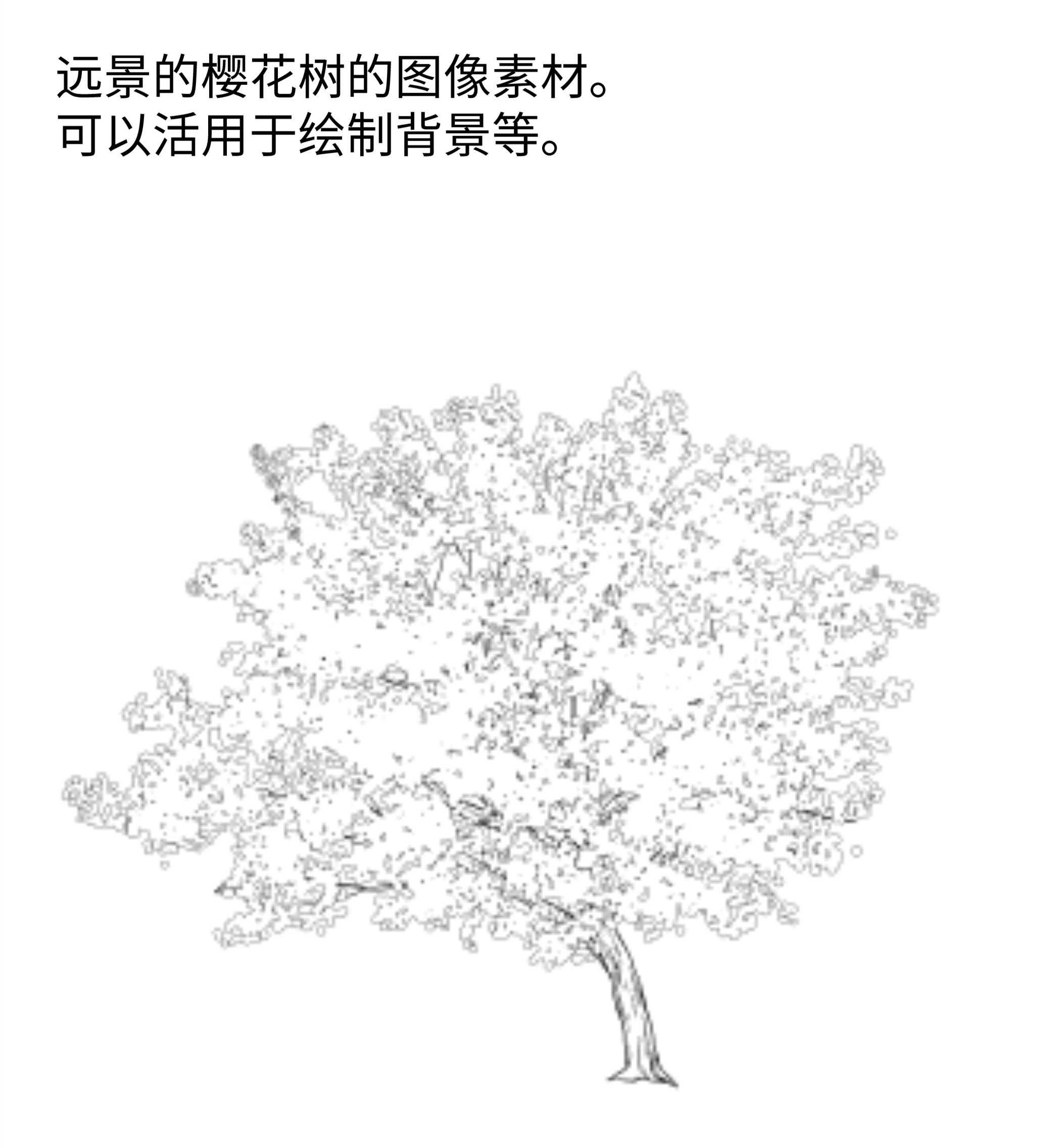 樱花树线描画图片