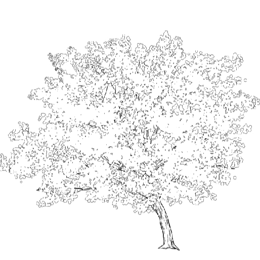 樱花树的简笔画法图片