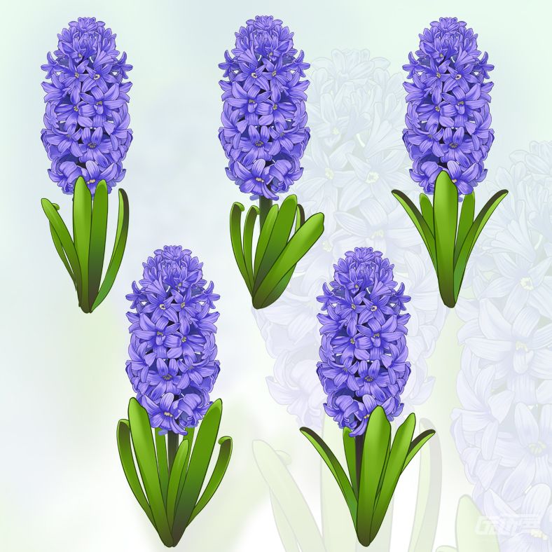 风信子五款bymuyou六六