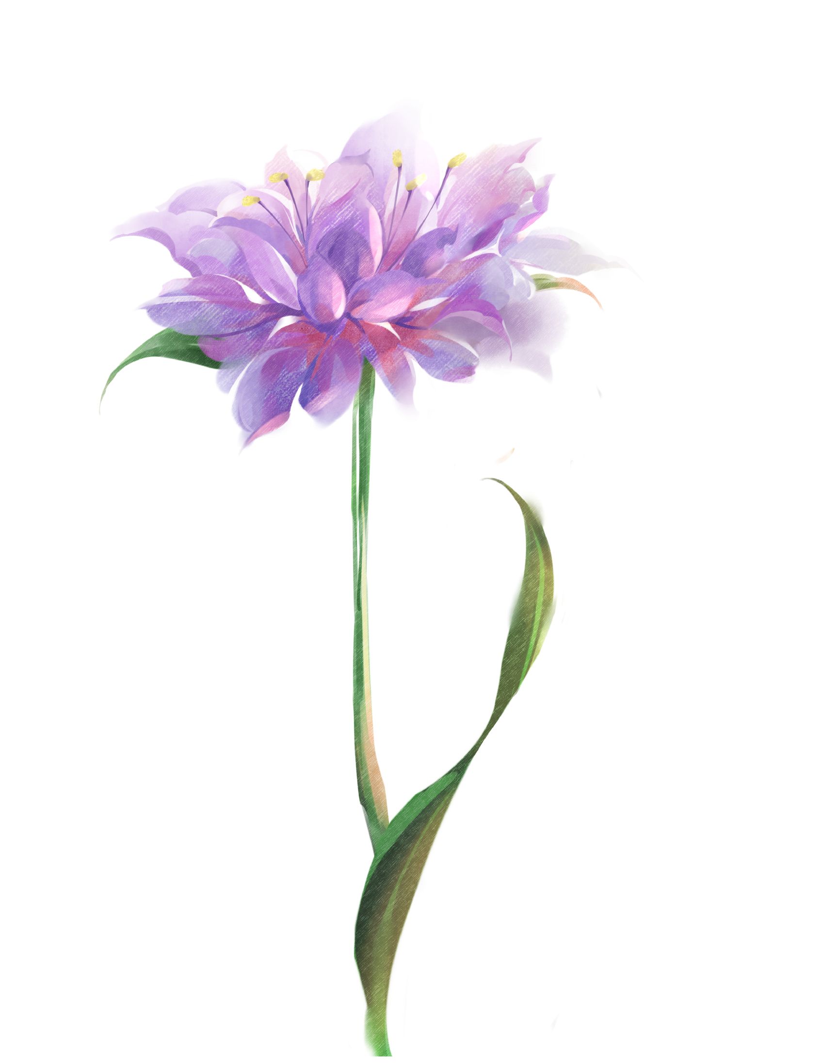 雏菊花卉植物合集 - 优动漫-动漫创作支援平台 | 优动漫PAINT绘画软件