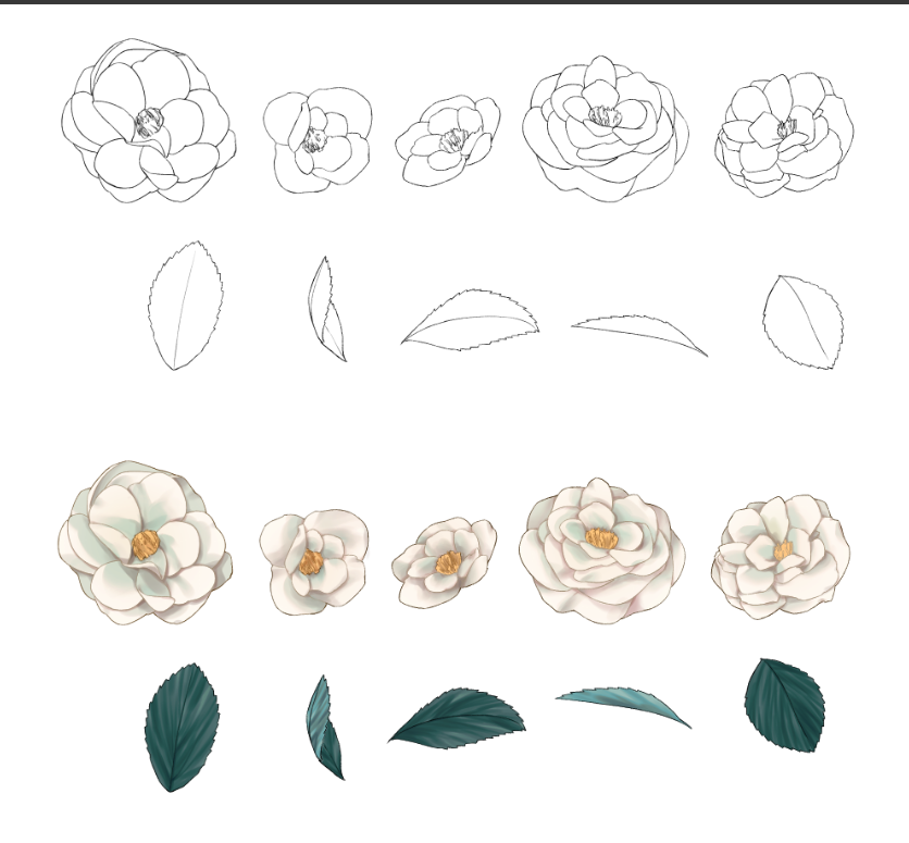 白蔷薇画法图片