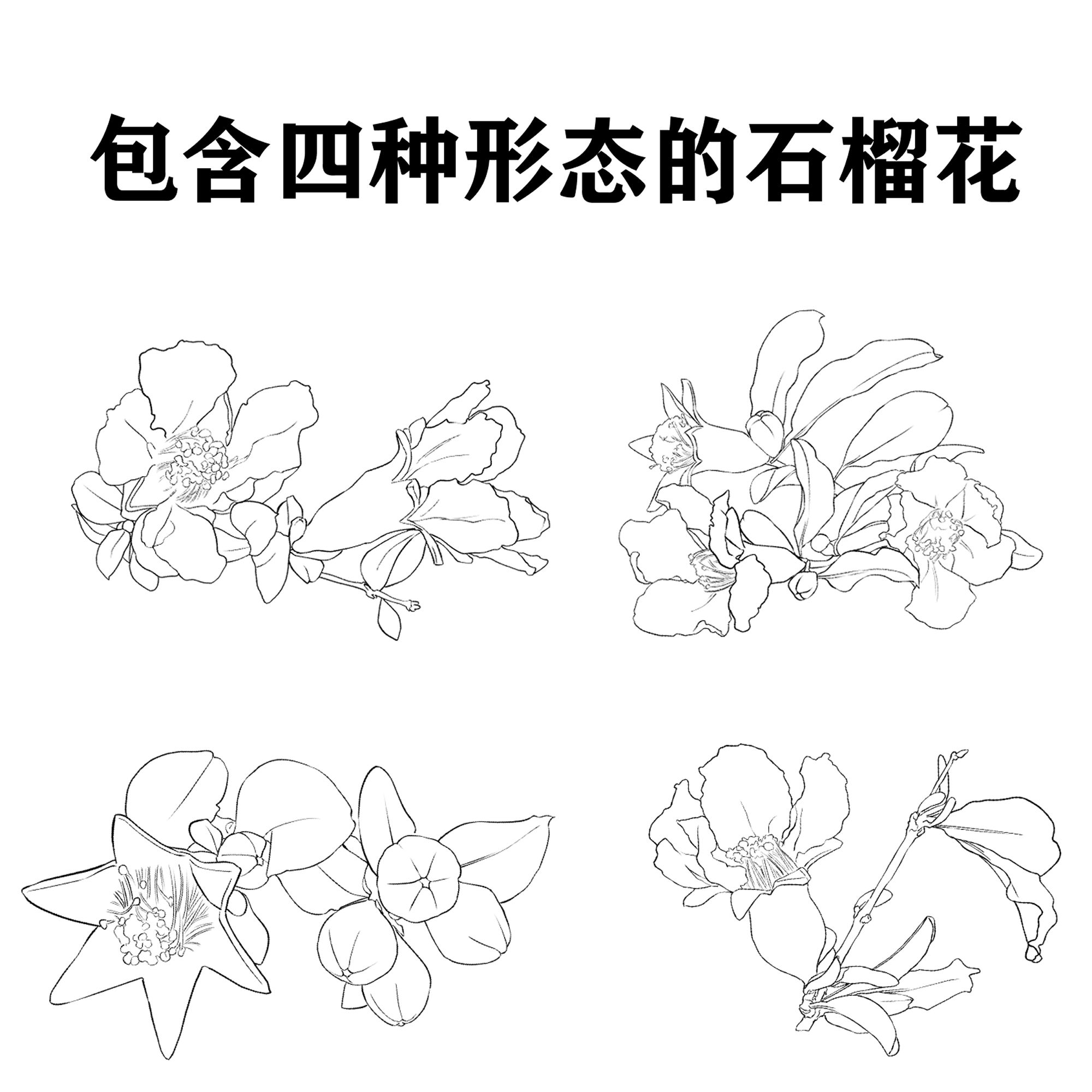 石榴花简笔画 简单图片